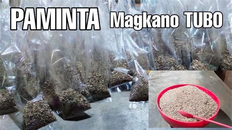 paminta ayaw ng daga wikipedia|Paminta .